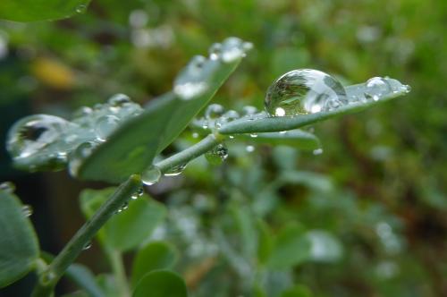 Il pleut sur le jardin d'ANNE
