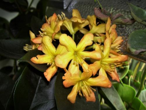 Fleurs cultivées : Rhododendron