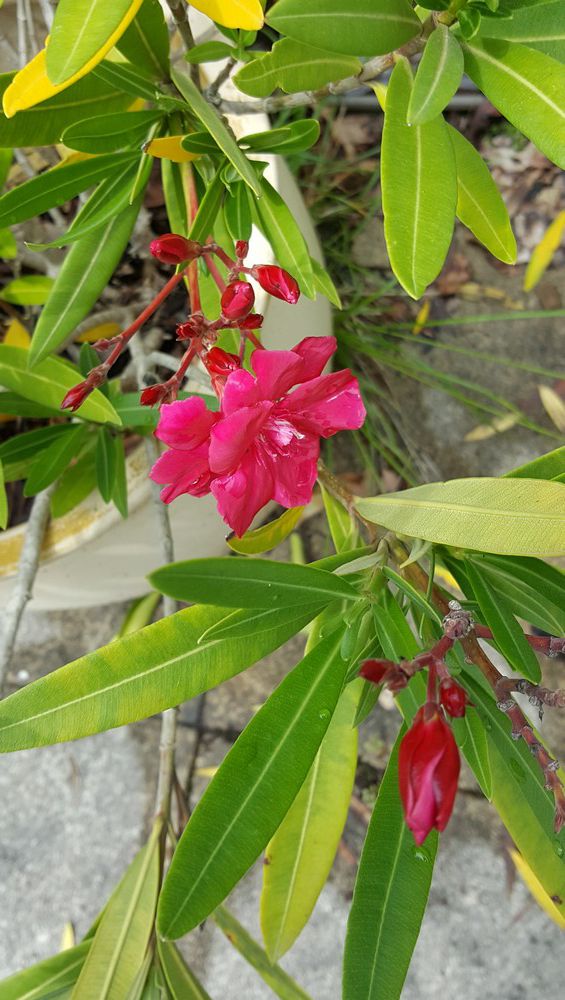 Quelques fleurs au jardin, juin 2021...