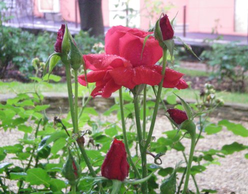 Image35