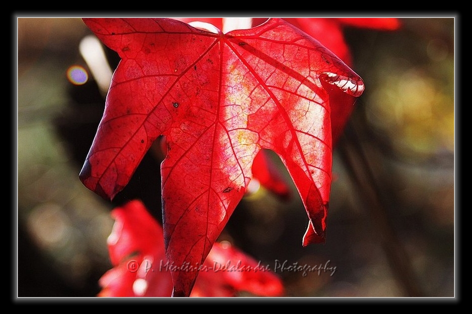Rouge vigne...