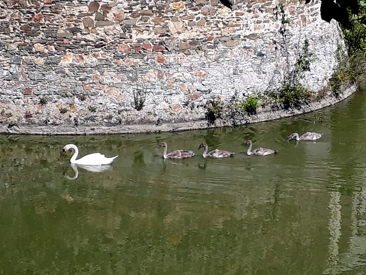 Cygnes dans les douves