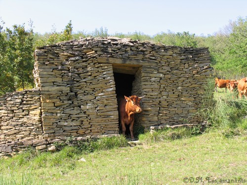 Les vaches et le magnétisme