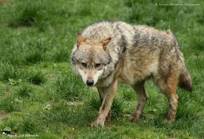 Loup gris (Linnaeus 1758) - Canis lupus