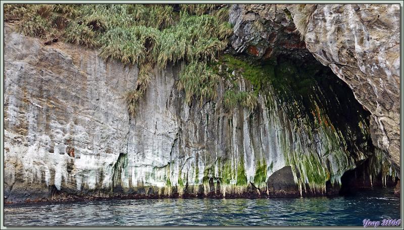 Dernières falaises, dernières grottes ...  - Nightingale Island - Tristan da Cunha