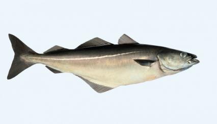 Les poissons divers