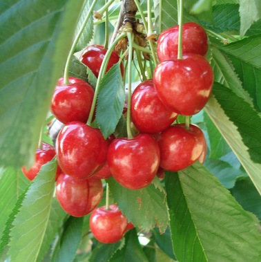 Arbre fruitier : Cerisier