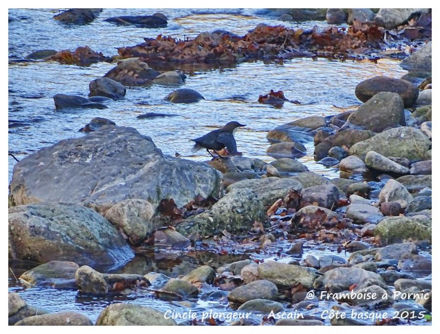 Cincle plongeur ou merle d'eau 