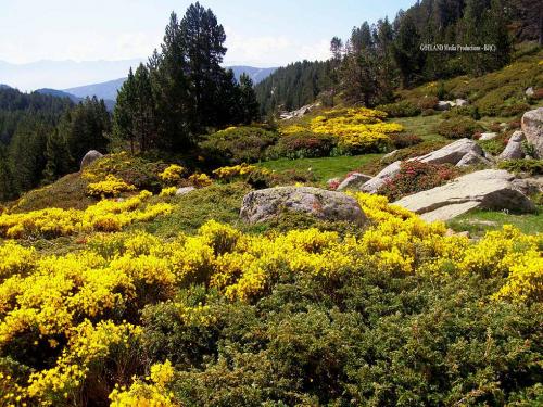 Fleurs sauvages et cultivées  : Genêt