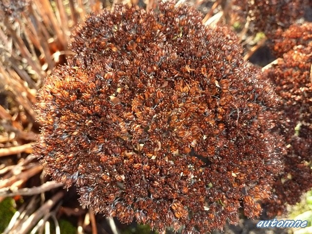 "Sedum" ....