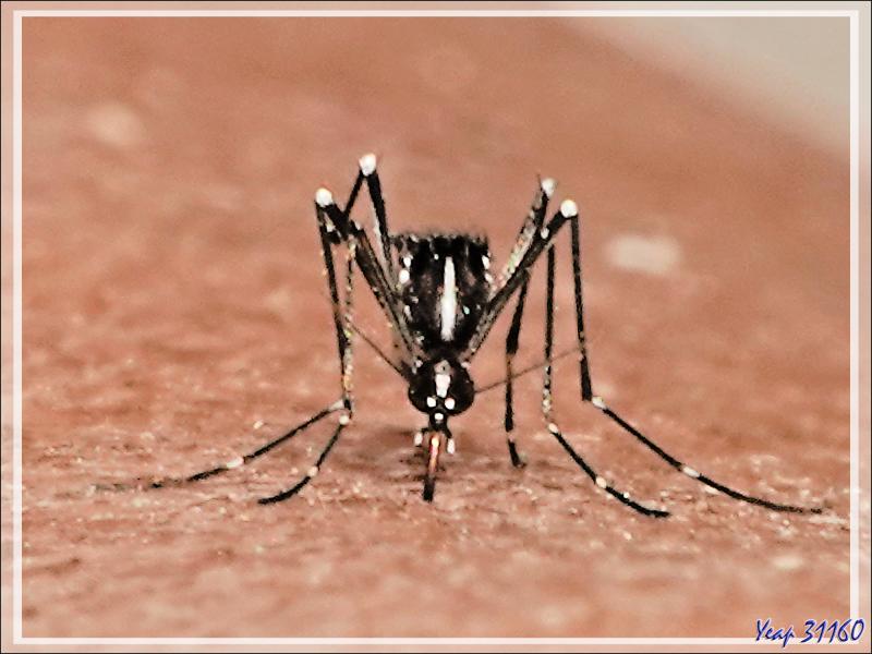 Nouveau sur Milhas : le moustique tigre (Aedes albopictus)