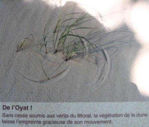 Dune du Pyla (25)