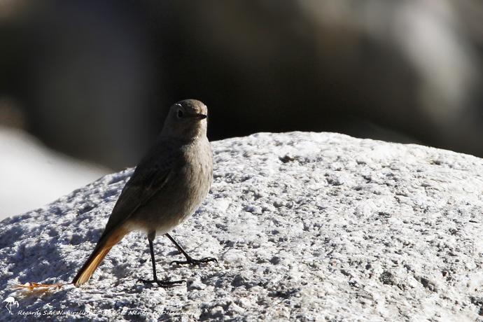Rougequeue noir ♀