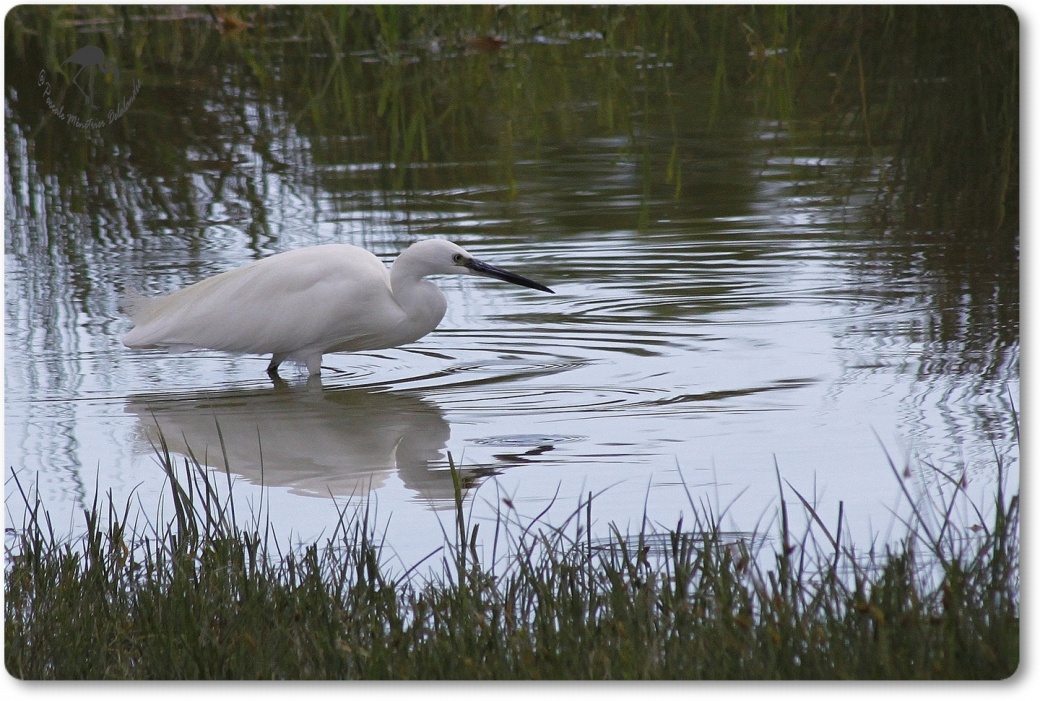 Aigrette Garzette...