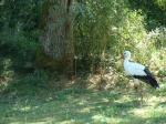 cigogne__1_