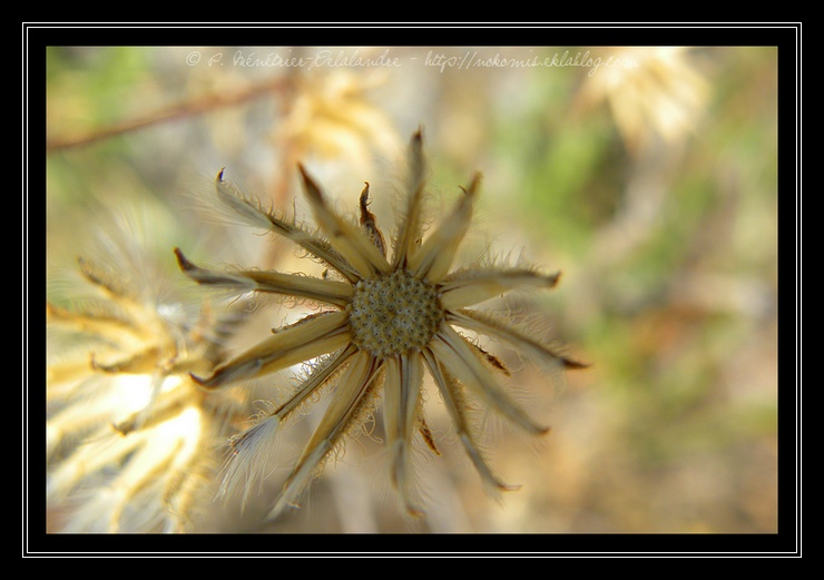 Fleurs soleils...
