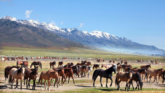 Chevaux