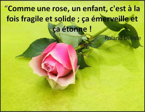 Comme une rose....