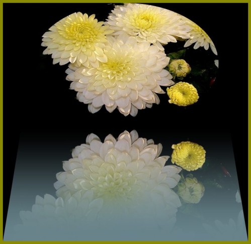 chrysanthème