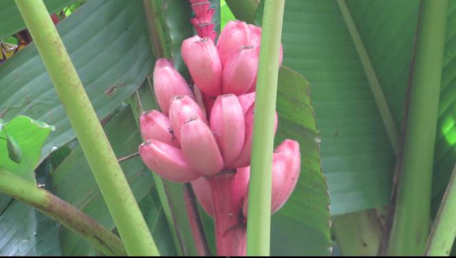 MARTINIQUE AOUT 2017 FLEURS ET FRUITS