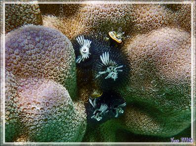 Spirobranche "arbre de Noël", Christmas tree worm (Spirobranchus giganteus) - Maupiti - Polynésie française