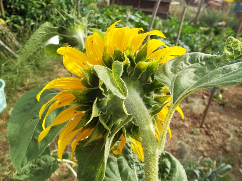 tournesol