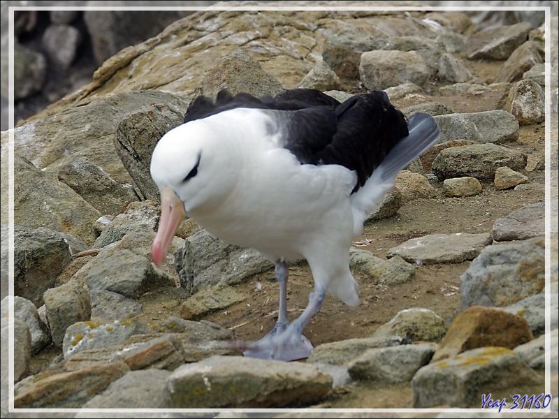 L'envol de l'Albatros à sourcils noirs, Black-browed Albatross (Thalassarche melanophris) - Coffin's Harbour - New Island - Falkland (Malvinas, Malouines) - Grande-Bretagne