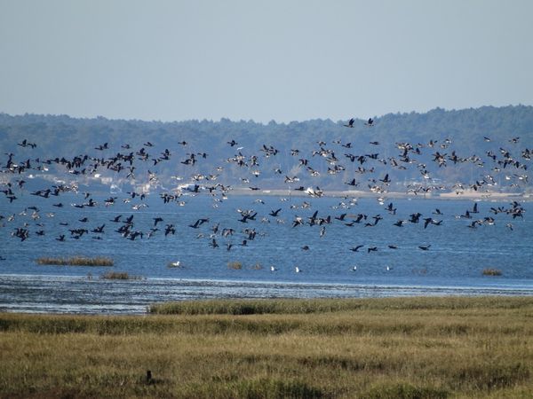 Vol d'oies bernaches en décembre 2013