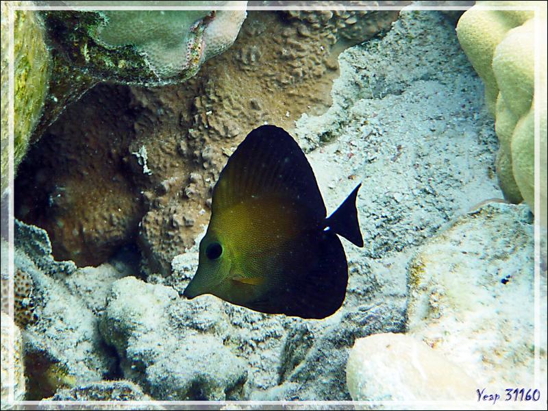 Chirurgien-voile brun, Twotone tang (Zebrasoma scopas) - Lagon de la Pension Kuriri - Maupiti - Polynésie française