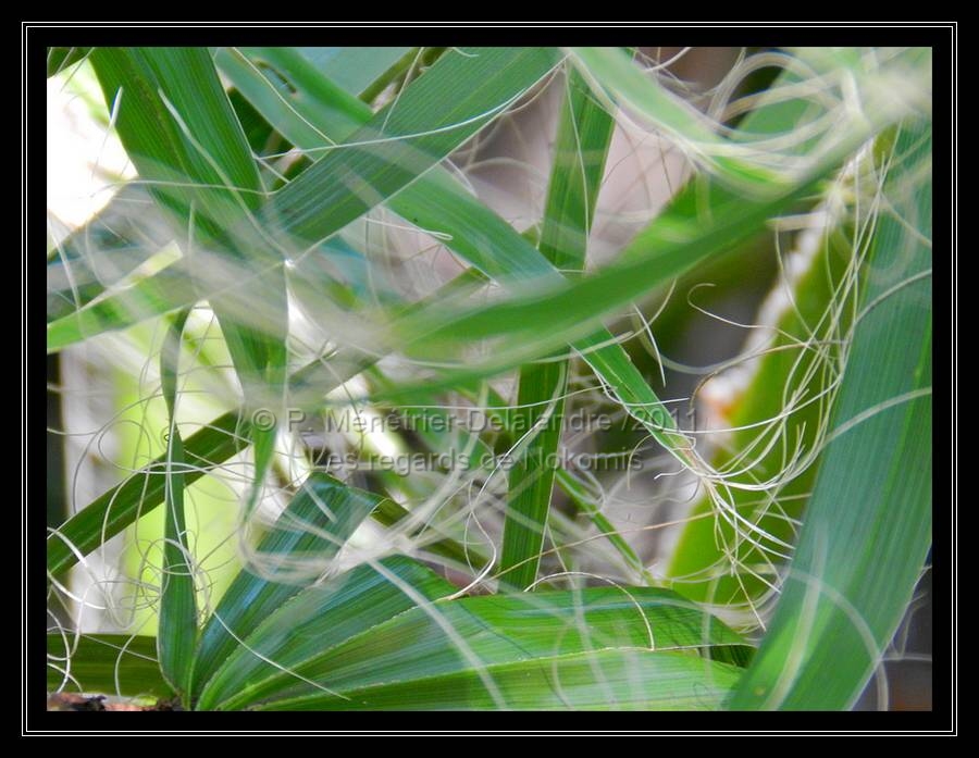 Feuilles de palmiers...