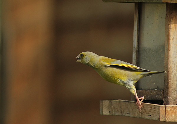 Dix-sept sortes d'oiseaux qui ont fréquenté mon jardin durant l'hiver 2015-2016...