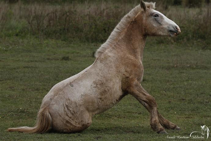 Poulain (Origine Inconnue)