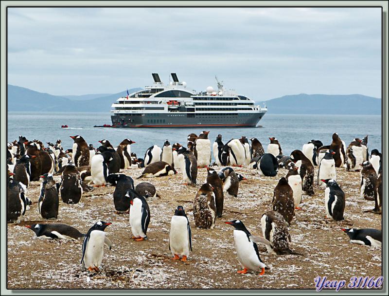 Nous allons quitter Saunders Island pour rejoindre l'Austral avant de naviguer vers notre ultime point de débarquement - Falkland Islands, Iles Malouines, Islas Malvinas