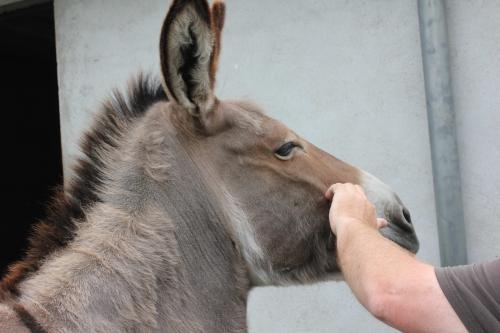 animaux