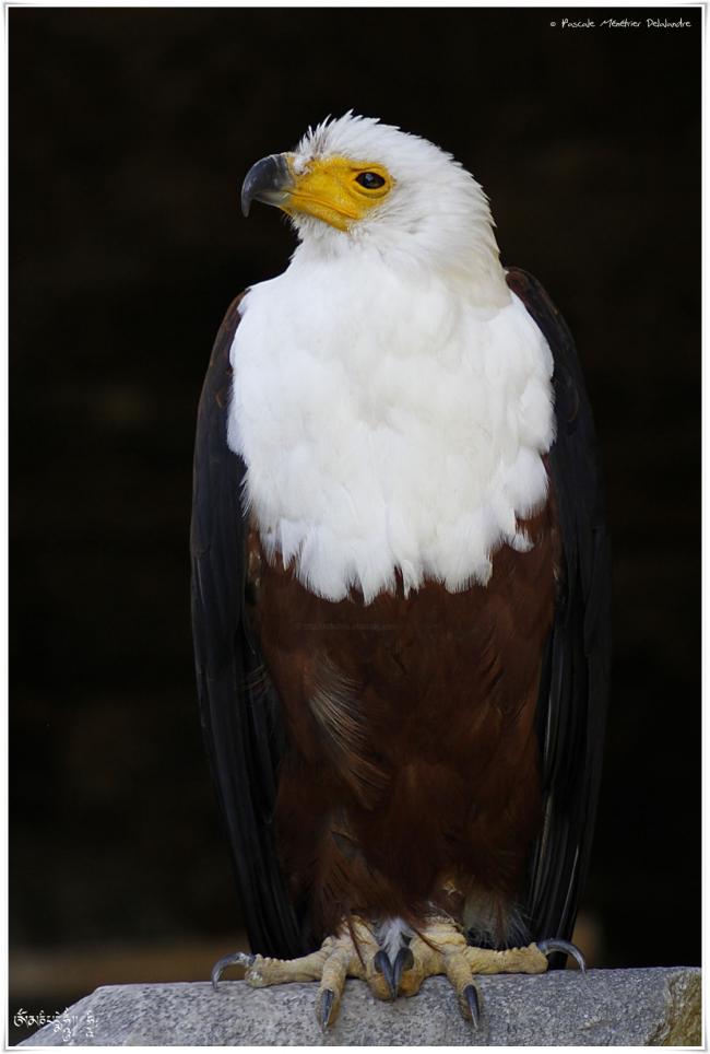 Aigle pêcheur d'Afrique 