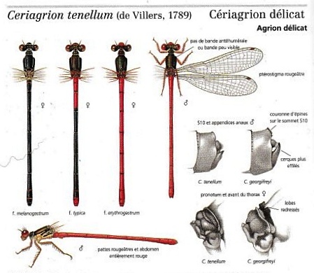 Rouges, mais différentes...