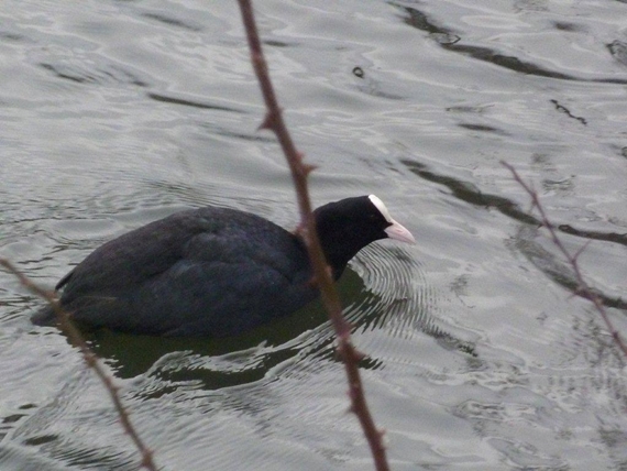 Promenade au bord de l'eau ...