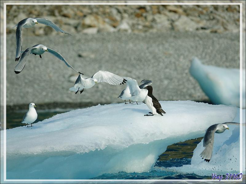 Les Growlers, les Mouettes tridactyles et le Vilain petit canard - Cambridge Point - Coburg Island - Baffin Bay - Nunavut - Canada
