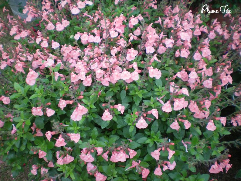 Image017.jpg