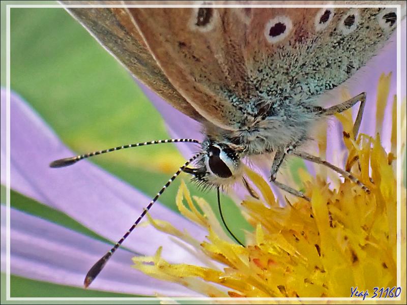 Papillon Collier de corail mâle (Aricia agestis) - Lartigau - Milhas - 31