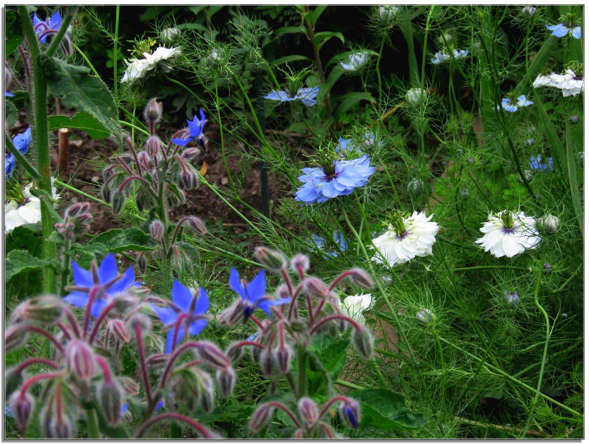 REVENONS AU JARDIN 