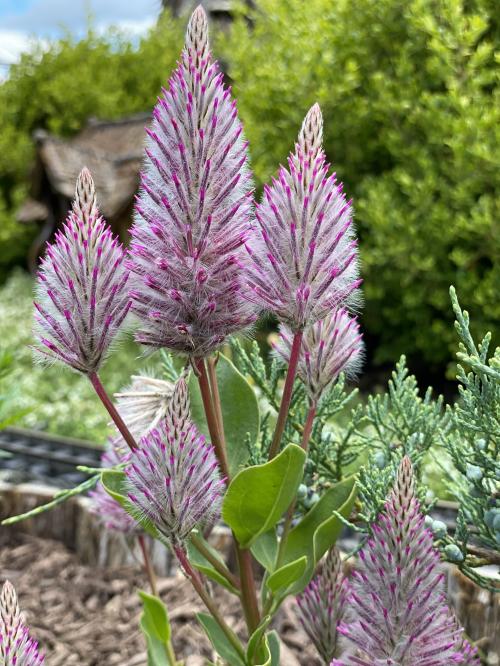 Fleurs cultivées : Ptilotus
