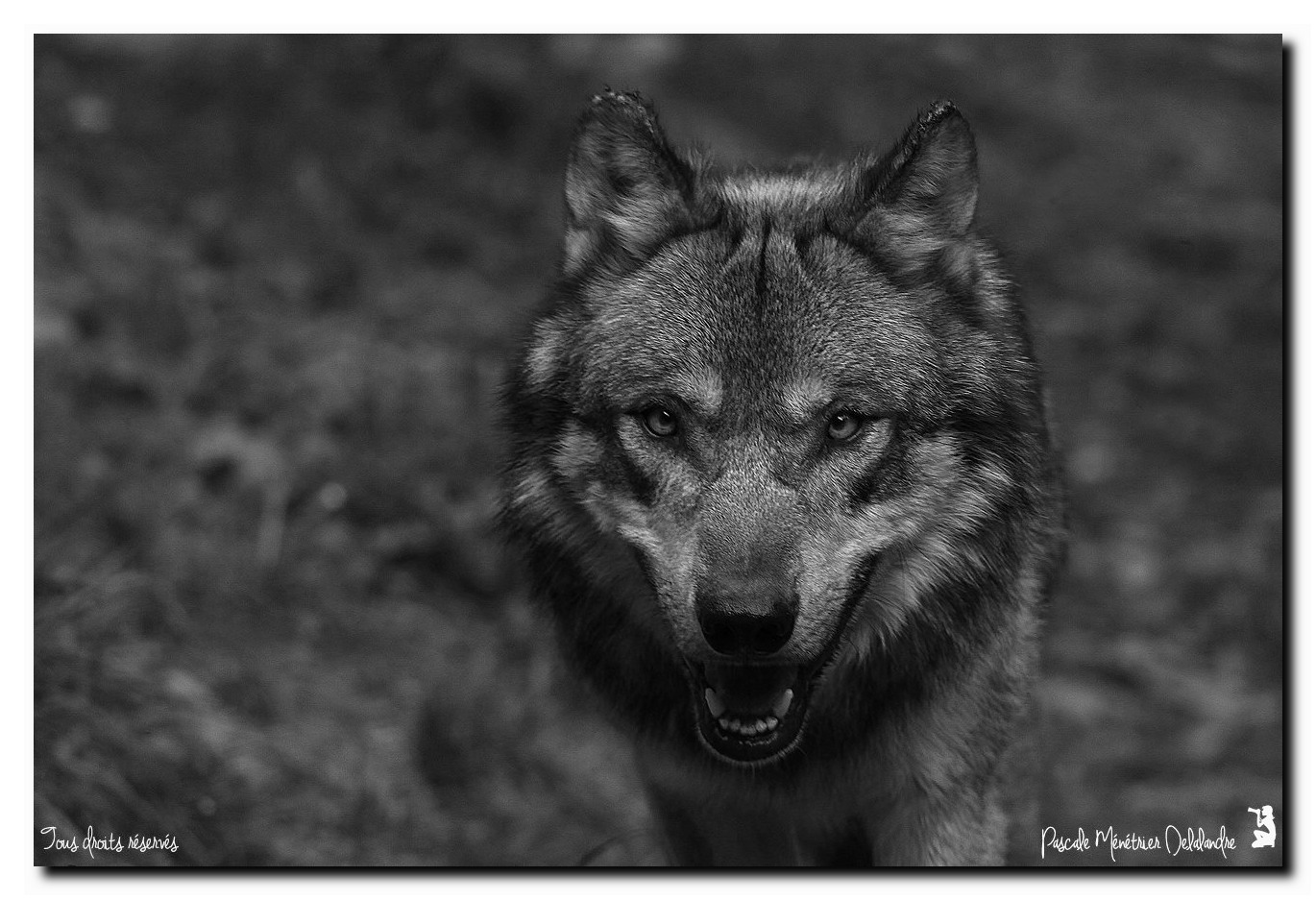 Loup Gris