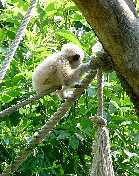 zoo20.06.12-001-copie-1.JPG