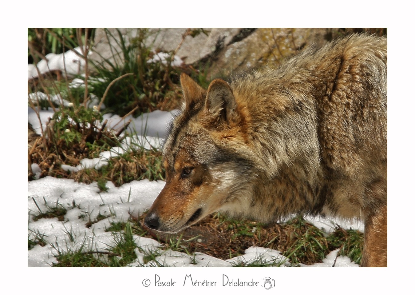 Loup - Son incroyable beauté.