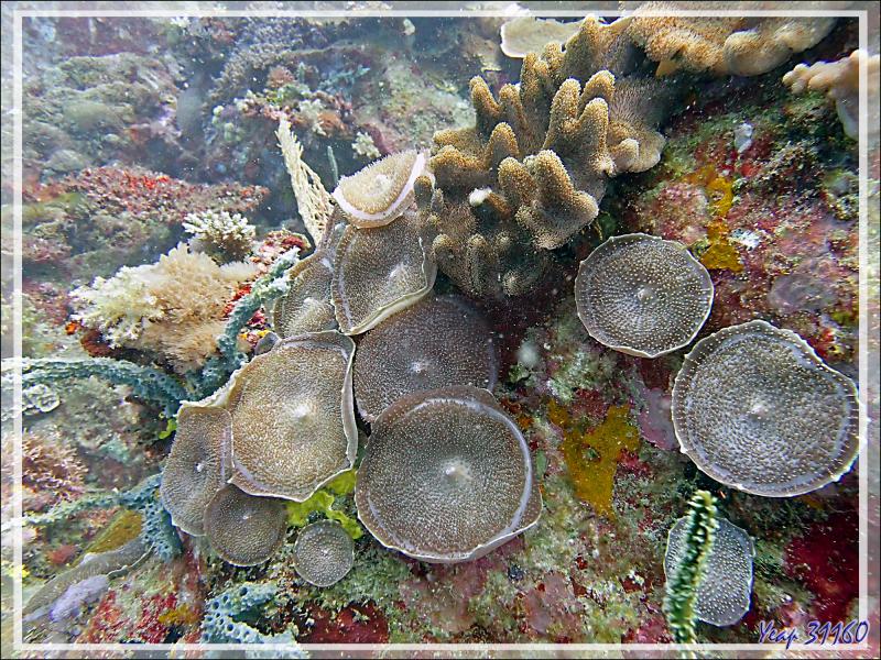 Anémone oreille-d'éléphant, Giant mushroom anemone, Elephant's ear anemone (Amplexidiscus fenestrafer) et Corail main du diable (Lobophytum pauciflorum) - Beangovo - Tsarabanjina - Mitsio - Madagascar