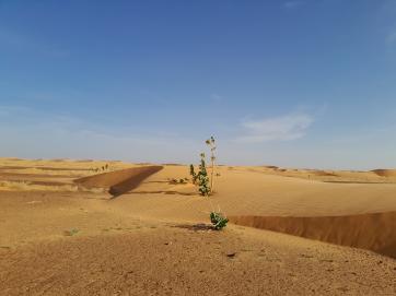 Depuis Nouakchott