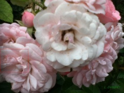 La page de Ludovic Demaret