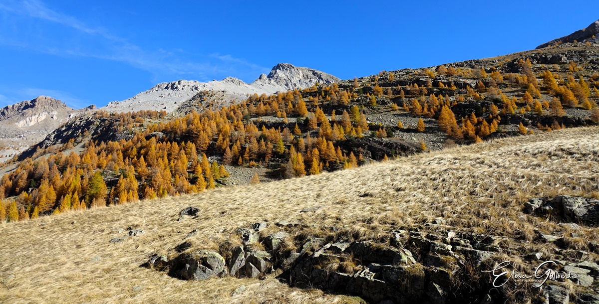 Montée à la Bonette