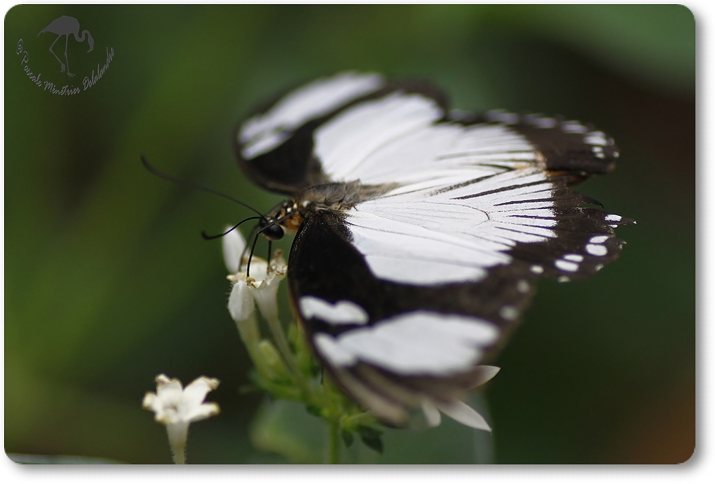 Euxanthe - nymphalidae - Kenya